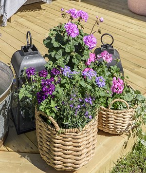 Lila och rosa blommor med ytterfoder i korg på altanen