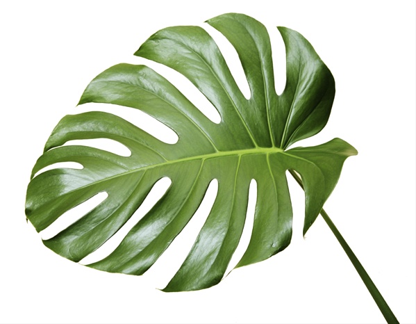 Monstera